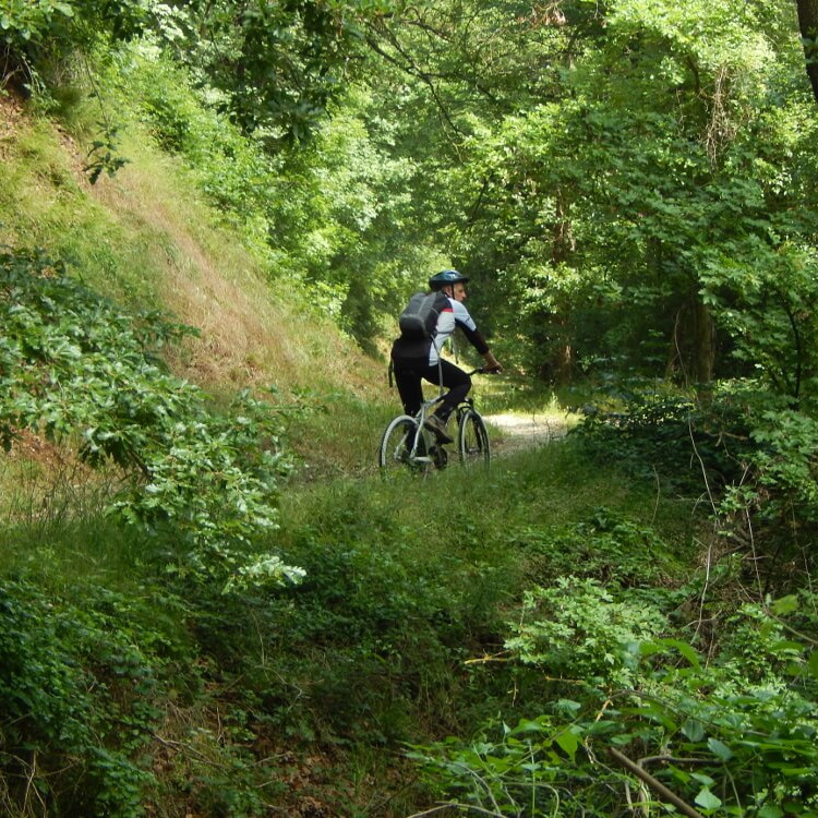 Percorso ciclabile nel Bosco di Croara