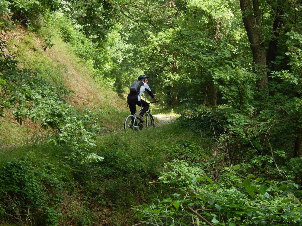 Sentiero nel Bosco di Croara. Noleggio mountain bike Ciclovia del Trebbia vicino a Rivalta